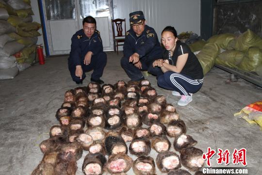 中蒙邊境滿都拉口岸今年來(lái)查獲走私駱駝?wù)?00余個(gè)