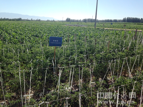 張掖現代農業初見雛形，綠洲現代農業試驗示范區完成投資17億多元。中國經濟網記者李雨思/攝