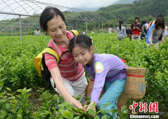 福州茉莉花茶借力“一帶一路”再度飄香世界