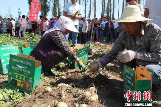 新疆瑪納斯土豆連年出口哈薩克斯坦 助農增收致富