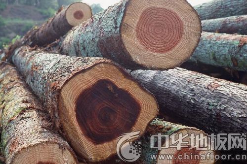 漢新歐木材班列運行 彌補武漢木材物流缺陷